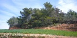 Camí a la Torre d'Ambigats. Dins d'aquesta arbreda hi ha la torre.