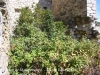 Torre de Mataperunya.Unes de les dues zones de la planta baixa està envaïda completament per la vegetació.