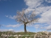 Torre de Mejanell - La primavera ja ha arribat ...