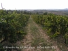 Vistes de l\'Alt Penedès, des de la torre del Mas Pigot – Castellet i La Gornal A