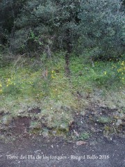 Camí a la Torre del Pla de les Forques–Santa Pau