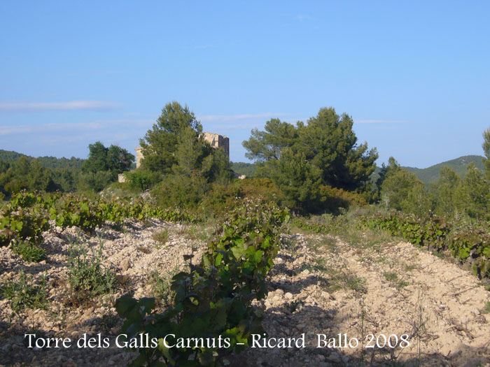 torre-dels-galls-carnuts-el-pla-de-manlleu-110505_030