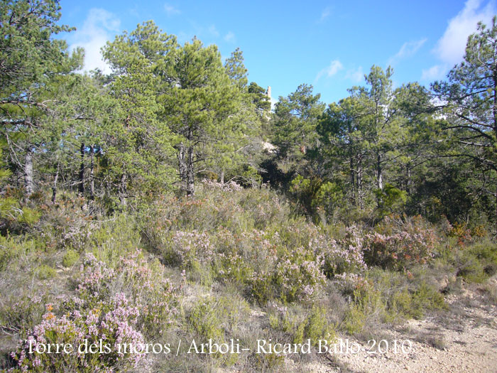 torre-dels-moros-arboli-101118_504